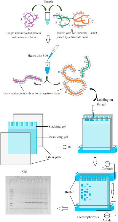 How Does Sds Page Work Creative Proteomics