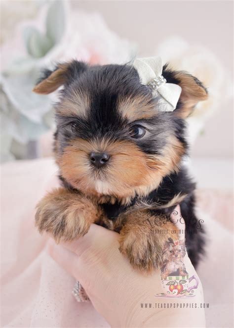 Teacup Yorkie Puppies For Sale At Teacups In South Florida Teacups