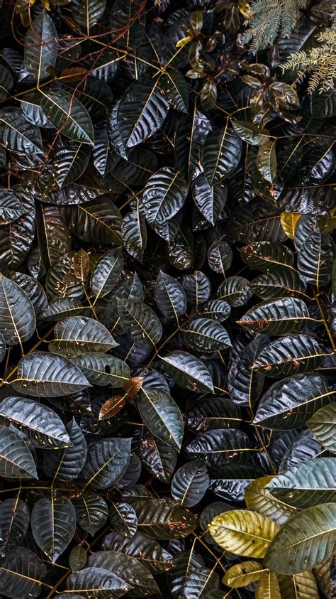 Leafy Leafy Lockscreen Wallpaper 🍃 Wallpaper Photography Lockscreen