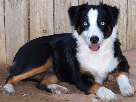 Mini Australian Shepherd Black Tri Color Aussie Blue Eyed Dog Blue