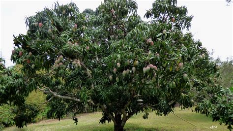 Le Manguier Photo Et Image Arbres Les Fruits Nouvelle Calédonie