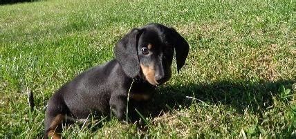However, free doxie dogs and puppies are a rarity as rescues usually charge. AKC Miniature Dachshund Puppies--9 weeks old-- for Sale in ...
