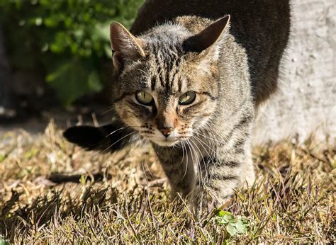 Feral Feast Cats Kill Hundreds Of Australian Animals