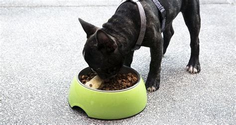 If you are in a hurry and just want to find out what's the best food for your american pit bull terrier dog, then we recommend the orijen original dry dog. Speed Eater | Cesar's Way