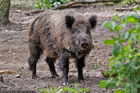 An Encounter With A Viennese Wild Boar Foreign Office Blogs