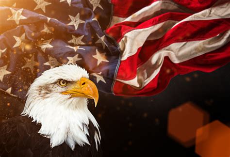 bald eagle  american flag stock photo  image  istock
