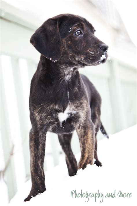 Mountain Cur Puppy Laina Ct Pet Photographer