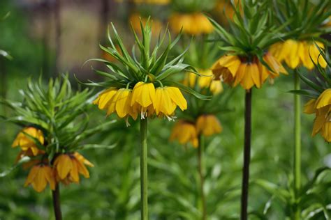 How to Grow and Care for Crown Imperial Plants