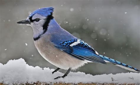 9 Things To Know About Blue Jays Peis Provincial Bird Cbc News