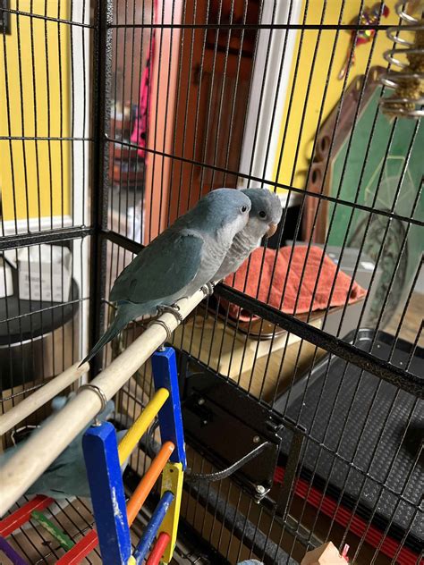 Quaker Parrots Petclassifieds Com