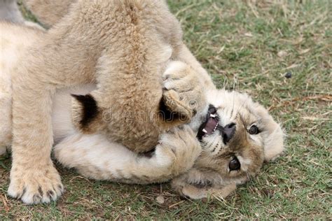 Baby Lion Cub Crying Stock Image Image Of Wild King 4274065
