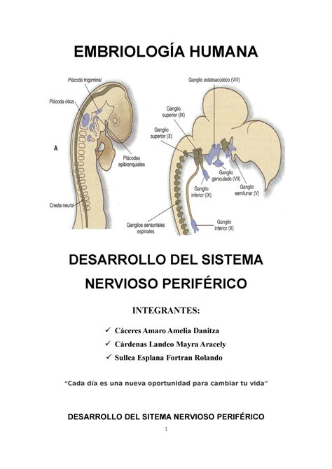 Desarrollo del sistema nervioso periferico Embriología Humana UPLA