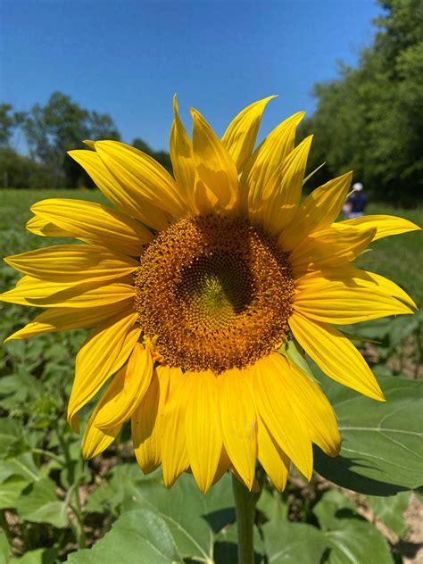 Sunflower In Poolesville Md Pics