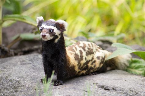 The Marbled Polecat Is A Small Mammal Belonging To The Monotypic Genus