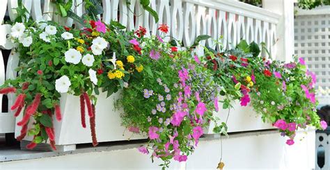 Flowers For Sunny Window Boxes