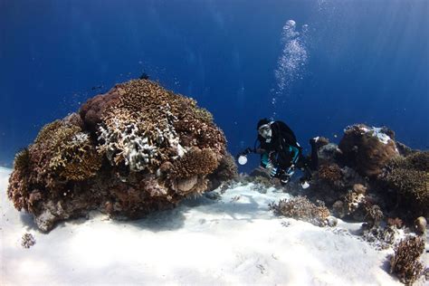 Inmersión De LluÍs Masuet Expeditions Jessie Beazley Reef Arrecife