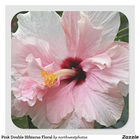Pink Double Hibiscus Floral Square Sticker Zazzle Floral