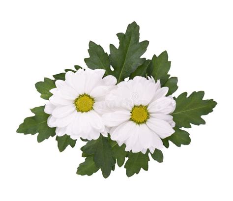 White Chrysanthemum With Green Leaves Isolated On White Backgrounds