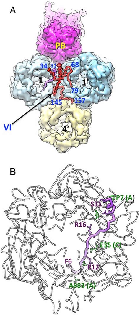 Structures And Organization Of Adenovirus Cement Proteins Provide