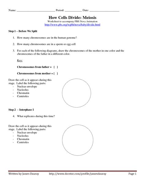Prophase in mitosis and meiosis (prophase. 14 Best Images of DNA Workshop PBS Worksheet Answers - DNA ...