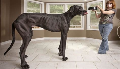 El Perro Más Grande Del Mundo Mide 115 Metros Y Come 14 Kilos Diarios