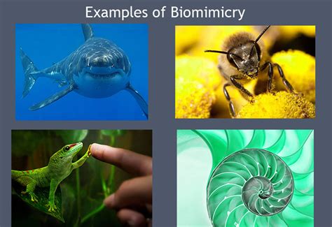 The Top 10 Biomimicry Examples And Innovations Of 2021