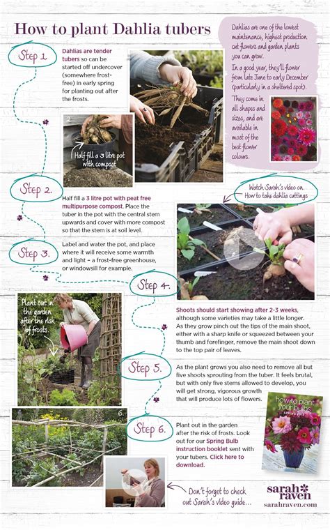 Step By Step How To Plant Dahlia Tubers Planting Dahlias Growing