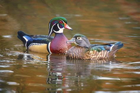 A Pair Of Wood Ducks From Spokane Wildlife Photography Wood Ducks