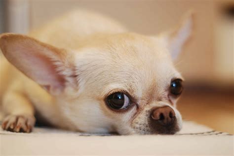 Meet Pearl The Tiniest Chihuahua Who Just Became The Worlds Shortest