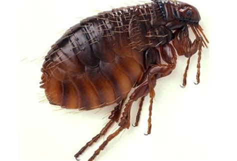 Instead they come out at night and feed off of any living thing within their walking range, including cats and other pets. Bad Bugs: Identify Bug Bites From Mosquitos, Spiders and More