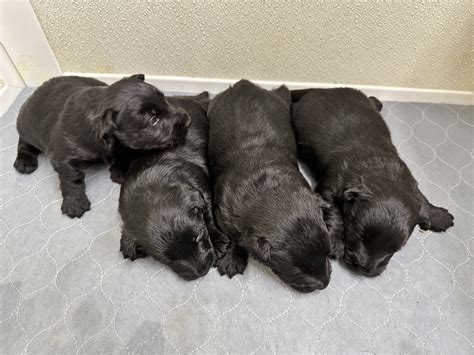 Scottish Terrier Puppies For Sale in Texas by Brister Family Terriers
