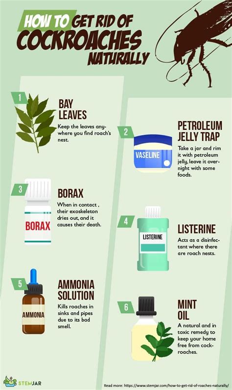 After determining what kind of cockroach you have, follow the recommended treatment plans. How to Get Rid of Roaches? 6 Natural Home Remedies | How ...