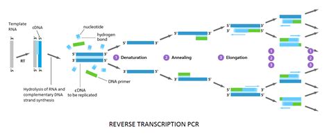 How Covid 19 Rt Pcr Test Works Principle And Protocol