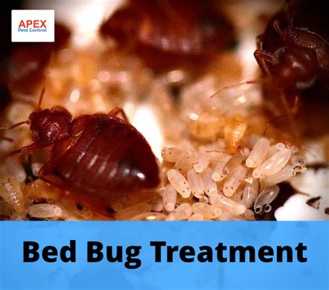 Bed Bug Treatment Cost Uk Apex Pest Control