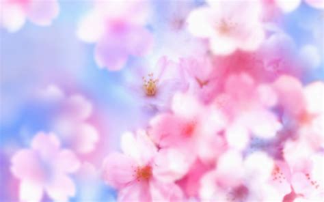 Cherry Blossom Wallpaper 1920x1200 42429