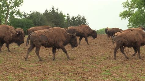 Près De Dieppe Le Parc Rêve De Bisons Doit Se Réinventer Pour