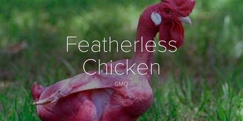 Featherless Chicken