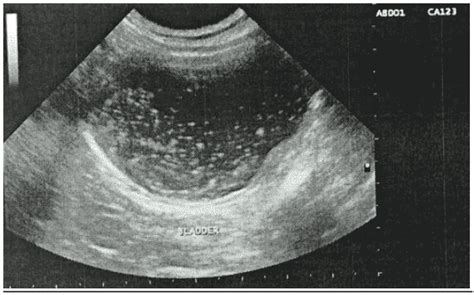 Managing Uroliths In Dogs Veterinary Practice