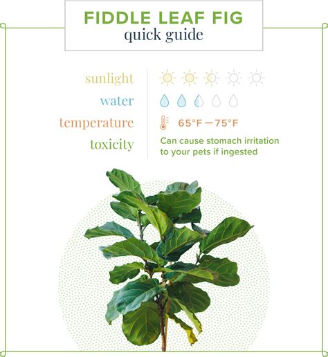 Fiddle Leaf Fig Care Guide Growing Information And Tips Proflowers