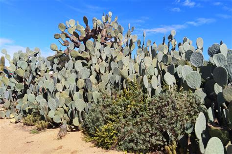 Succulent is a very popular potted plant in recent years. Grated Expectations