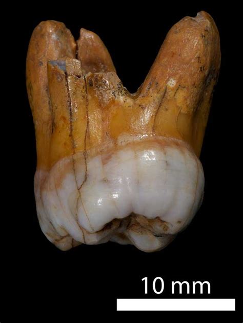 Teeth Discovered In Siberia Can Reveal Human Ancestors Secrets