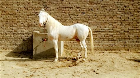 Nukra Ghoda White Horse Best Horse In India Beautiful Horse