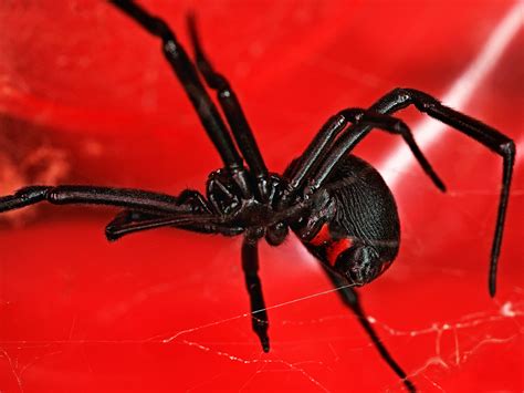 The black widow spider has a reputation for being one of the most dangerous spiders in the world. Black Widow Spiders: Facts & Extermination Information