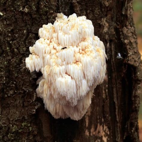 Liquid Culture Hericium Erinaceus All About Growing And Hunting Mushrooms
