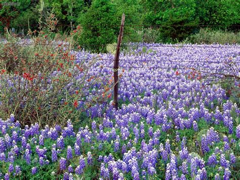 Wildflowers Wallpaper | View Texas Spring Wildflowers in full screen | Spring wildflowers, Wild ...