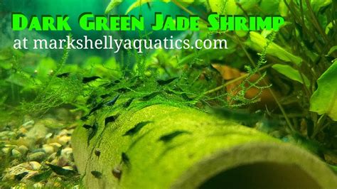 Dark Green Jade Shrimp At Markshellyaquatics Com YouTube