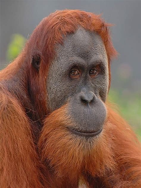Orangutan Portrait Of A Male Orangutan Ad Orangutan Portrait
