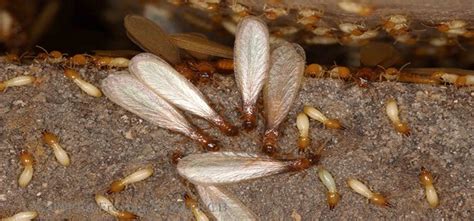 Drywood Tnt Termite And Pest Control