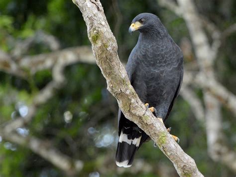 Common Black Hawk Ebird