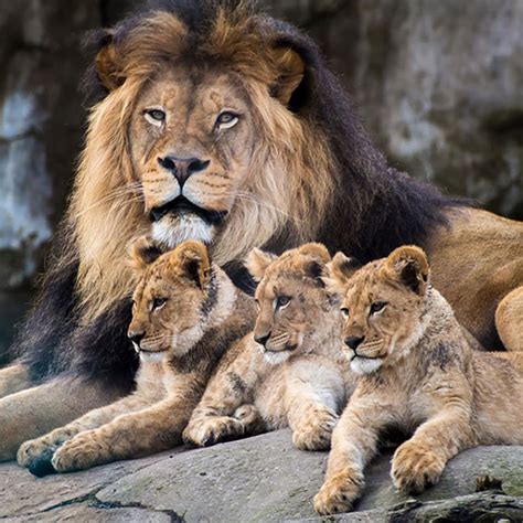 Lion And Cubs Large Cats Big Cats Cute Cats Funny Cats Animals And